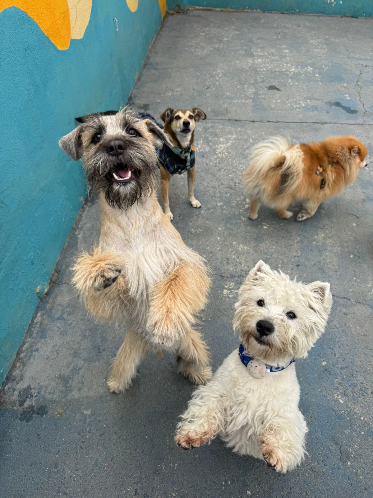 Cachorros brincando na creche
